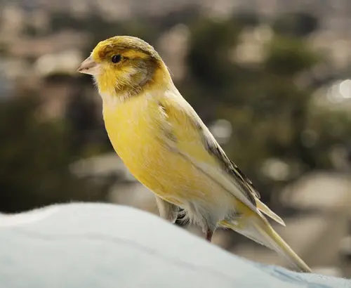 canary symbolism