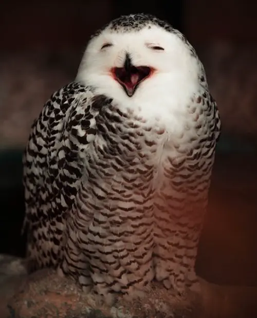 Spiritual Meaning of Hearing Birds Chirping: In the Morning and at Night 3 chirping at night spiritual