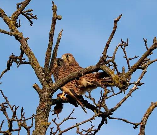 dead hawk in dreams