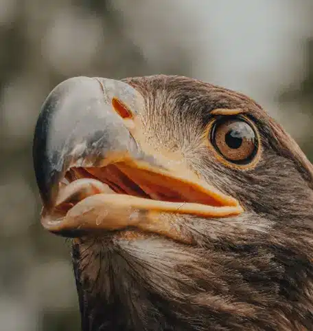 Dead Hawk Spiritual Meaning and Symbolism: A Mystical Journey 2 seeing a dead hawk symbolism