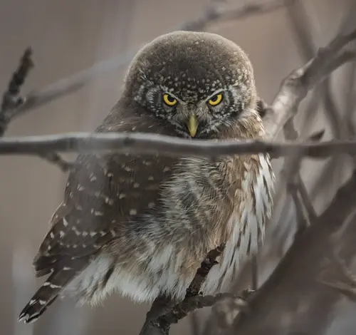 Dead Bird Spiritual Meaning and Symbolism 3 dead owl spiritual