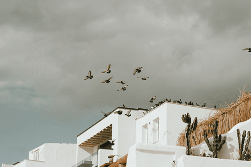 Bird Flying Into House Spiritual Meaning 2 flock of birds fly inside home