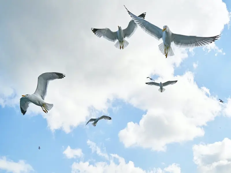 flock of birds