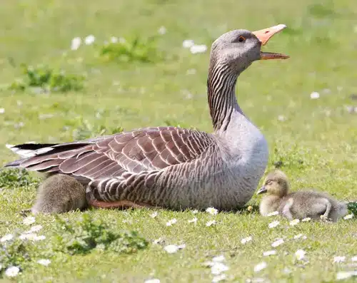 Spiritual Meaning of Geese & Symbolism 1 goose spirit animal totem
