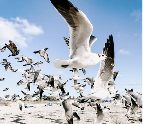 group of birds flying in circle over me