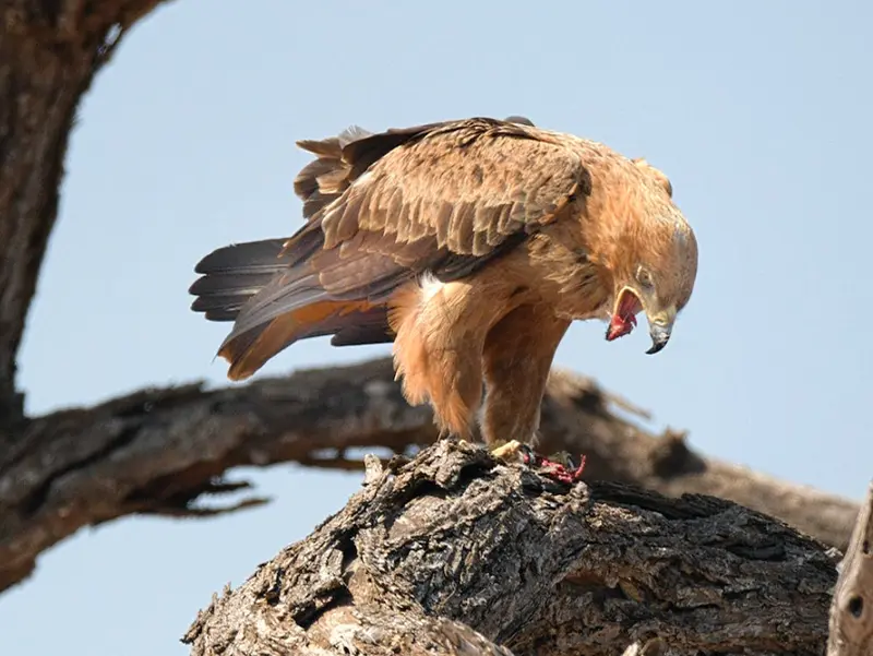 the dead hawk spiritual meaning