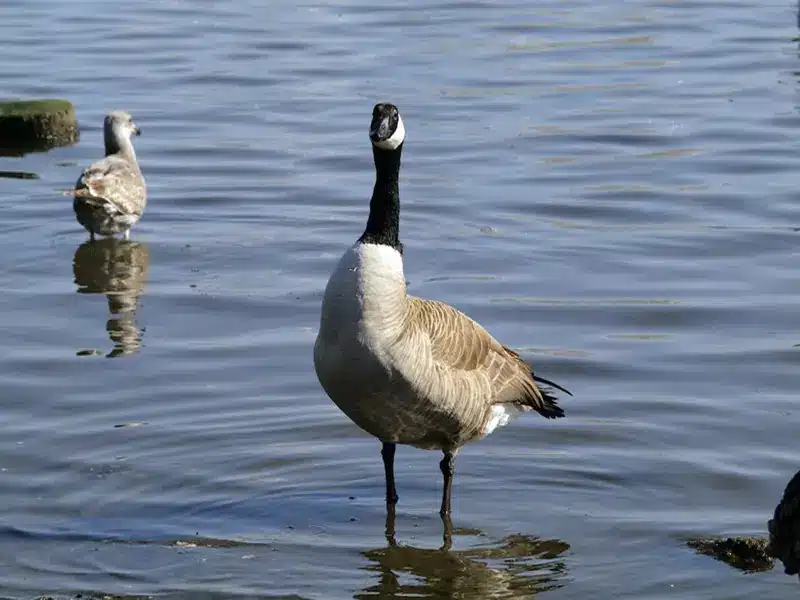 meaning of geese