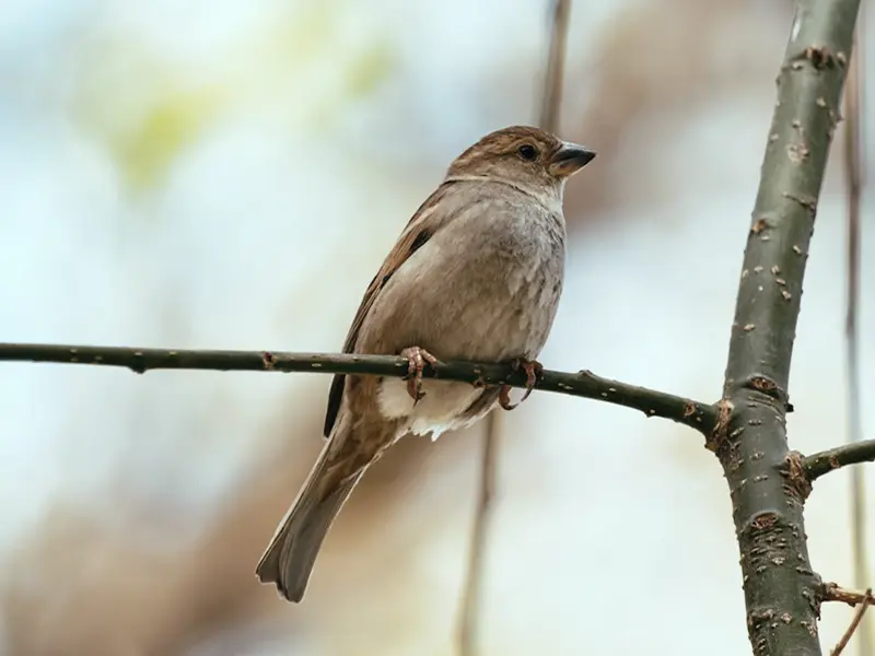 nightingale bird