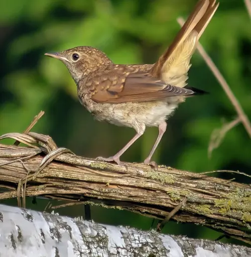 nightingale symbolism