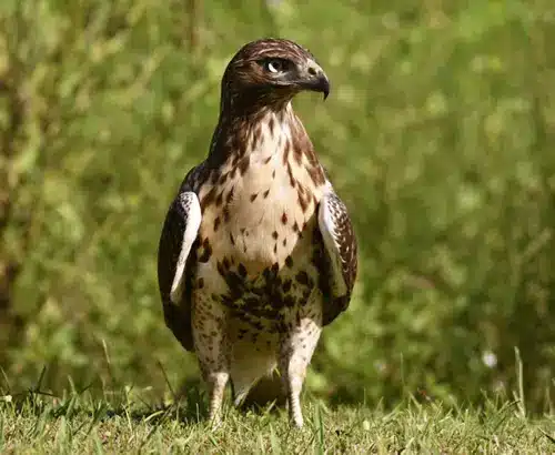 red tail hawk symbolism