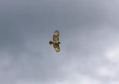 red-tail hawk totem and spirit animal