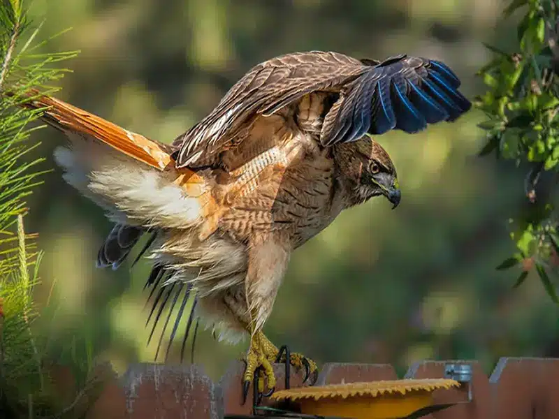 red-tailed hawk spirit animal
