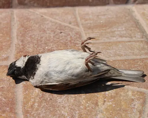 spiritual meaning dead bird on the ground