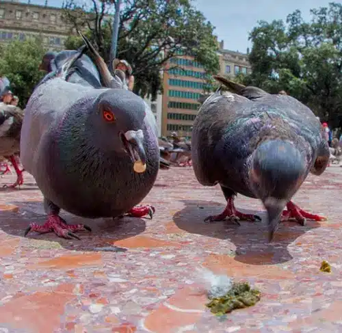 spiritual meaning of bird poop good luck