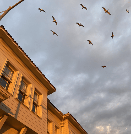 spiritual meaning of birds flying into house