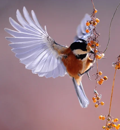 spiritual meaning of birds in dreams