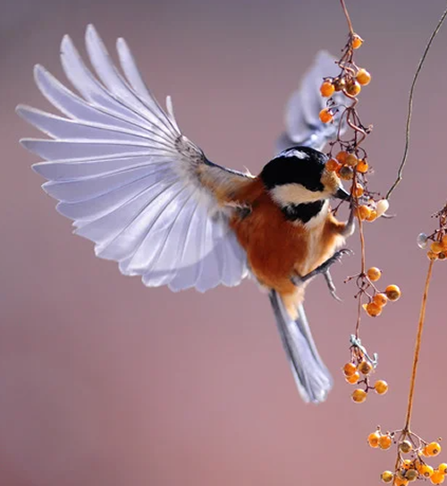 Spiritual Meaning of Birds in Dreams 1 spiritual meaning of birds in dreams