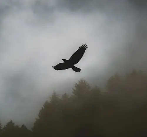 spiritual meaning of dead hawk