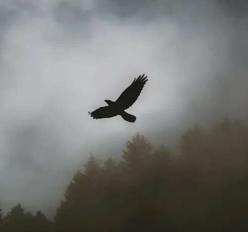 Dead Hawk Spiritual Meaning and Symbolism: A Mystical Journey 1 spiritual meaning of dead hawk