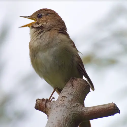 spiritual meaning of nightingale