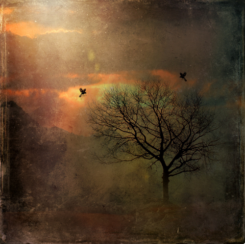 Spiritual Meaning of Birds in Dreams 2 symbolism of birds in dreams