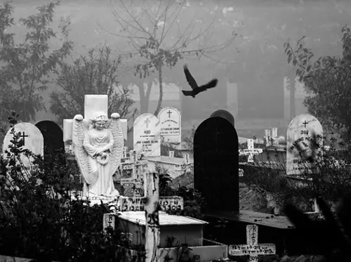 Dead Bird Spiritual Meaning and Symbolism 1 symbolism of dead bird