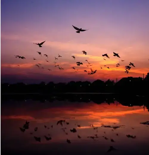 Biblical Meaning of Birds in Dreams: 7 Interpretations 3 what do birds symbolize in the bible