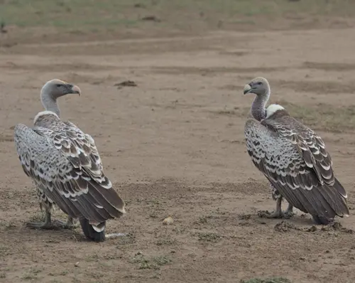 Biblical Meaning Of Seeing a Vulture on the ground