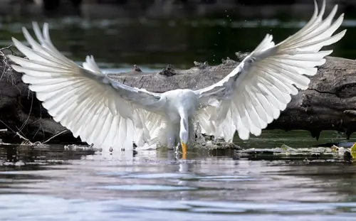 Great Egret Spiritual Meaning