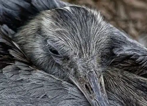 Grey Bird Feather Spiritual Meaning