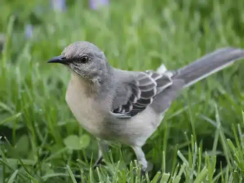 Grey Bird Spiritual Meaning