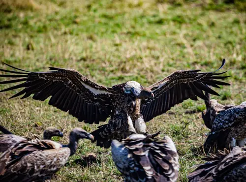 Biblical Meaning Of Seeing a Vulture: 9 Bible Interpretations 3 Seeing a Vulture In a Dream