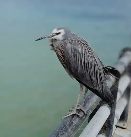 Grey Bird standing on fence