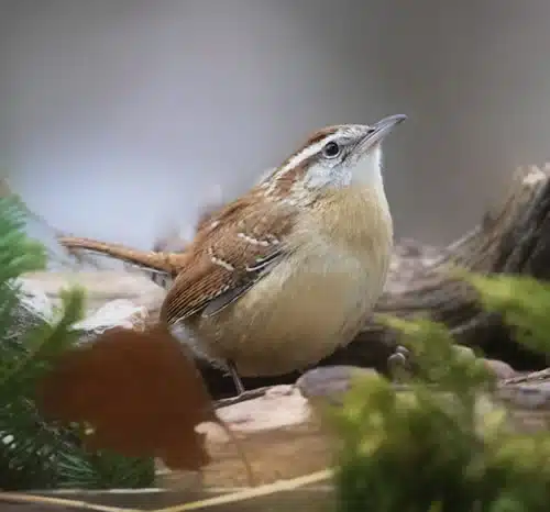 brown Thrasher bird