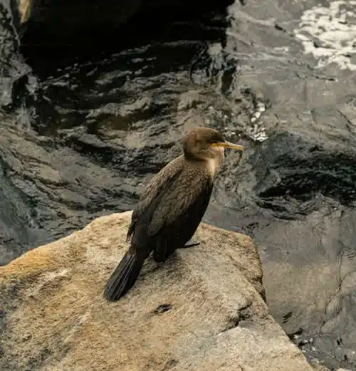 Brown Bird Spiritual Meaning: In the House, Dreams, and Totem 2 brown bird symbolism