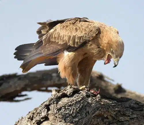 brown bird totem