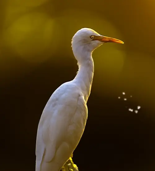 egret as a spirit animal