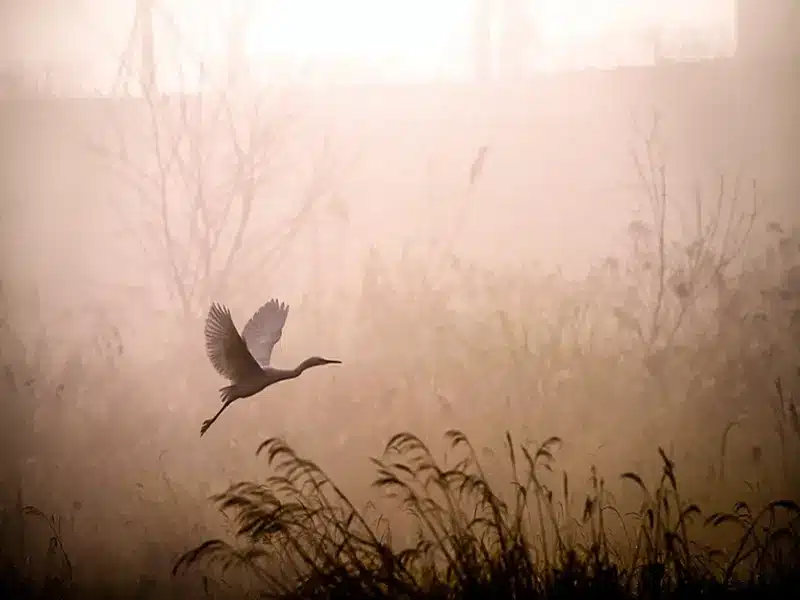 egret spiritual meaning and symbolism