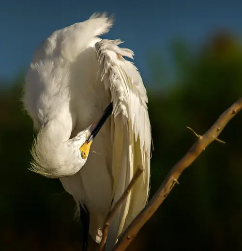 egret symbolism