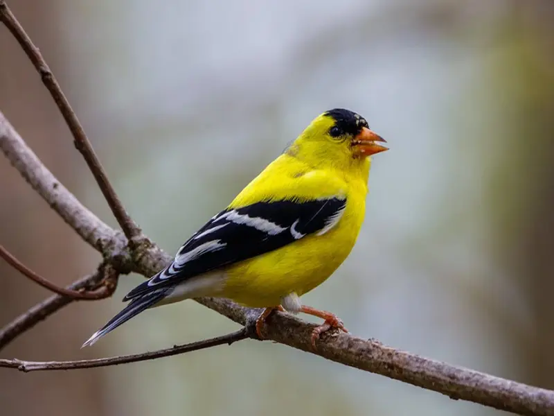 finch bird meaning