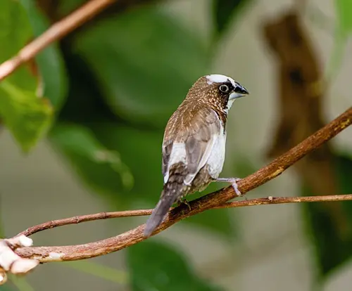 Finch Symbolism: 6 Spiritual Meanings of a Finch 2 finch spiritual meaning