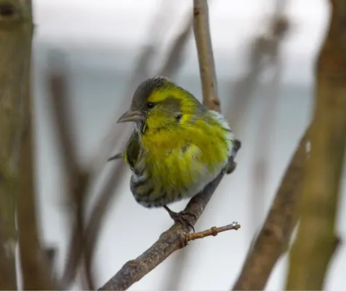 gold finch symbolism