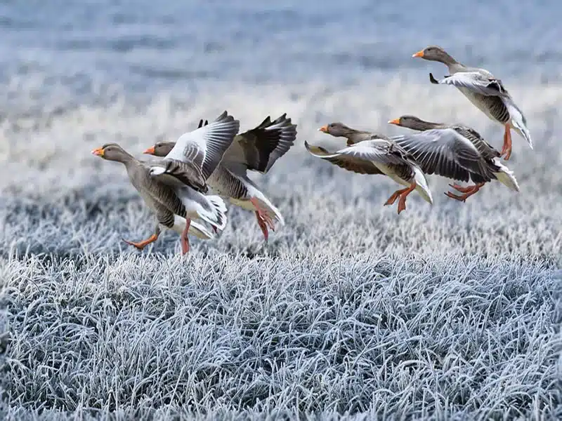 grey bird symbolism