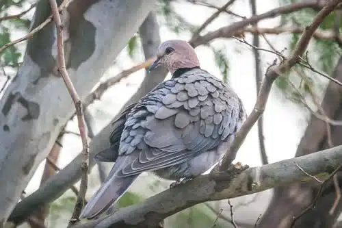 grey dove spiritual meaning