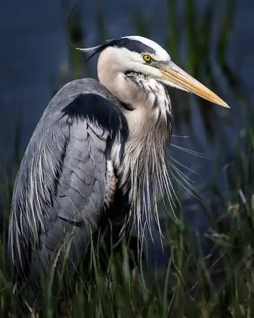 grey heron bird