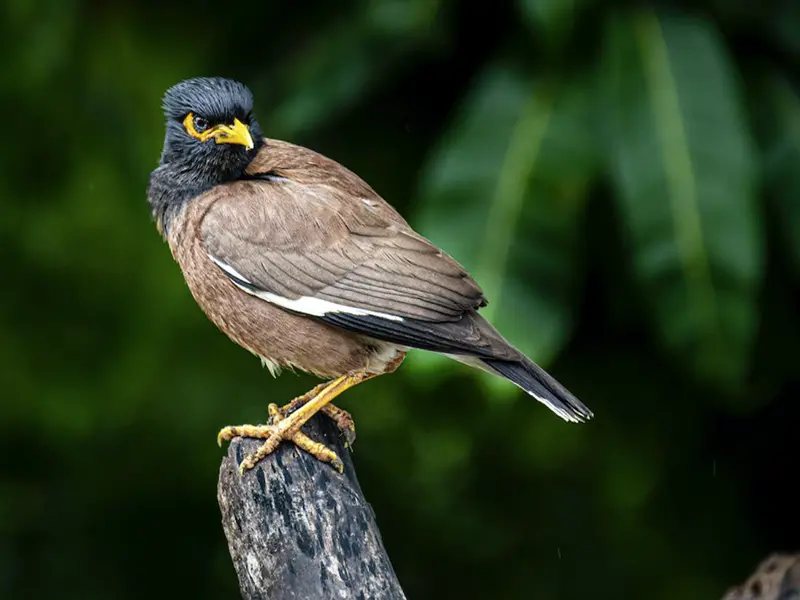 myna bird