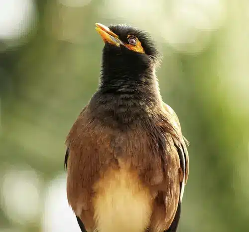 myna spiritual meaning