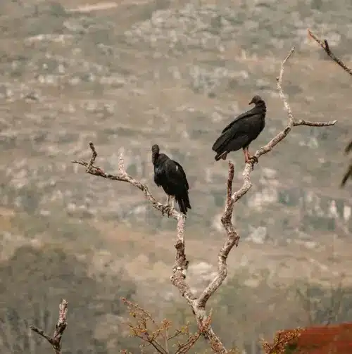 seeing black vulture in bible