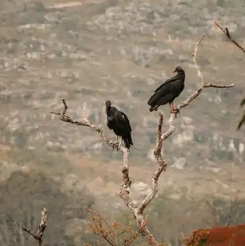 Biblical Meaning Of Seeing a Vulture: 9 Bible Interpretations 2 seeing black vulture in bible