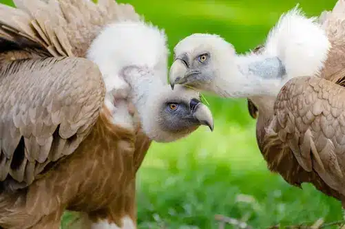 seeing turkey vulture